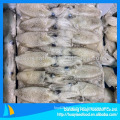 New frozen whole round baby squid